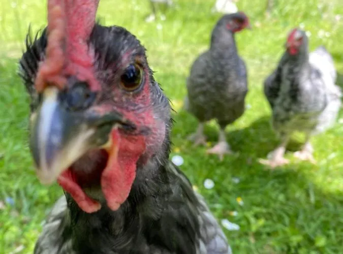 Am Rheinsteig 住宿加早餐酒店 3*