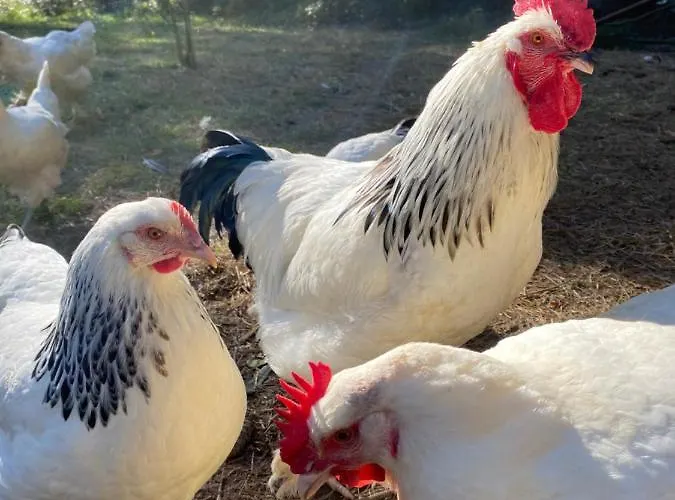 Am Rheinsteig 住宿加早餐酒店 3*